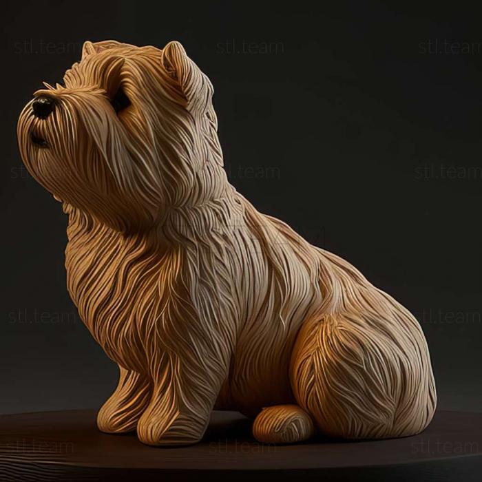 Glen of Imaal Terrier dog